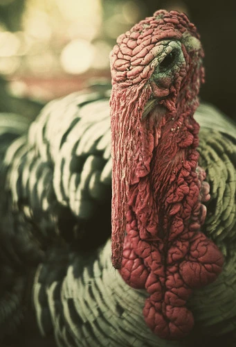 Brett (Bananas) Clarke