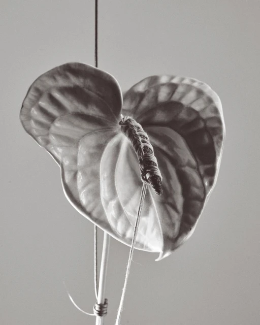 Walter Schupfer Management