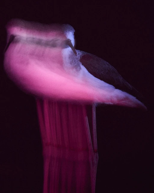 Walter Schupfer Management