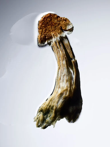 Walter Schupfer Management