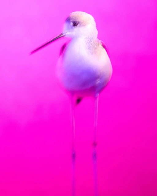 Walter Schupfer Management