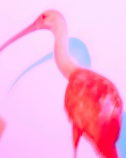 Walter Schupfer Management