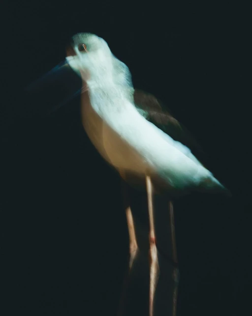 Walter Schupfer Management