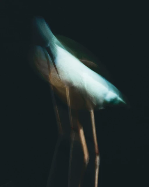 Walter Schupfer Management