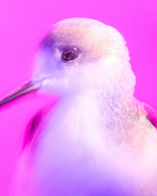 Walter Schupfer Management