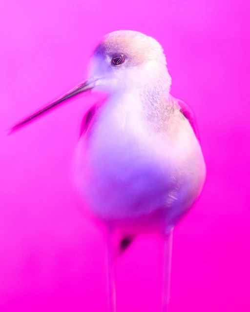 Walter Schupfer Management