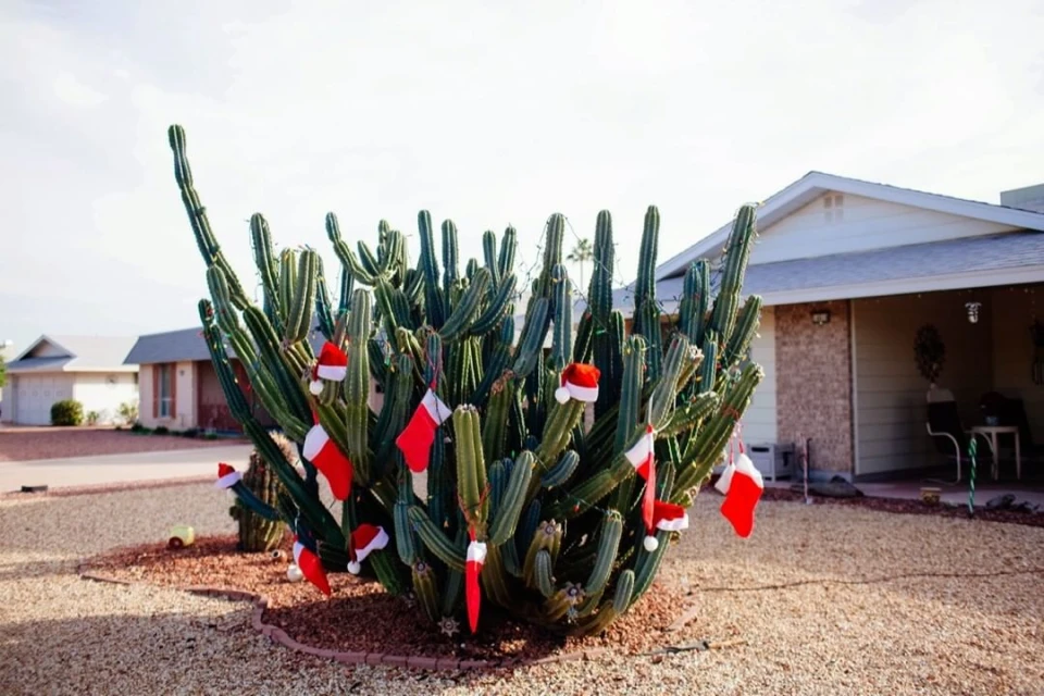 Candace Gelman & Associates