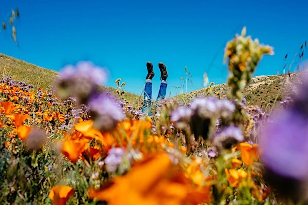 Candace Gelman & Associates