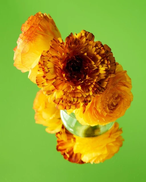 Candace Gelman & Associates