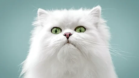 Candace Gelman & Associates