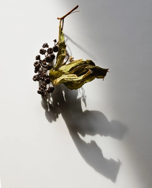 Candace Gelman & Associates