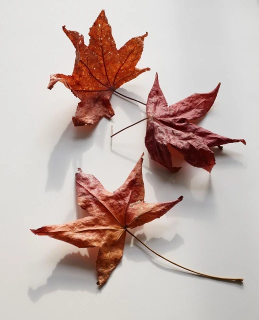 Candace Gelman & Associates