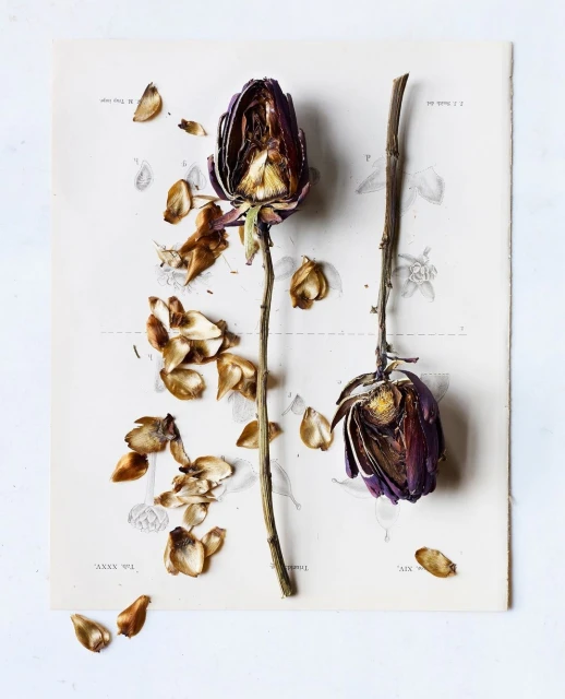 Candace Gelman & Associates