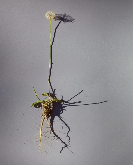 Candace Gelman & Associates