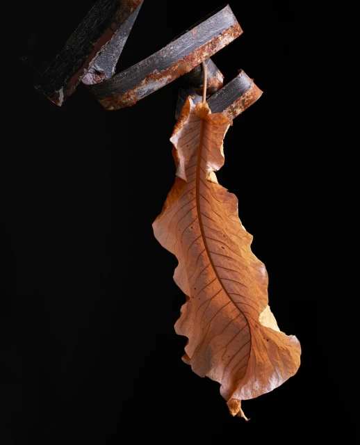 Candace Gelman & Associates