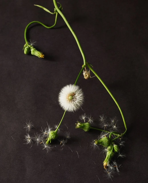 Candace Gelman & Associates