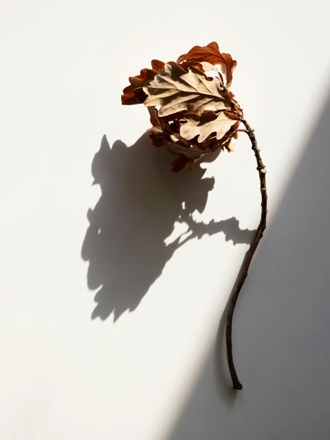 Candace Gelman & Associates