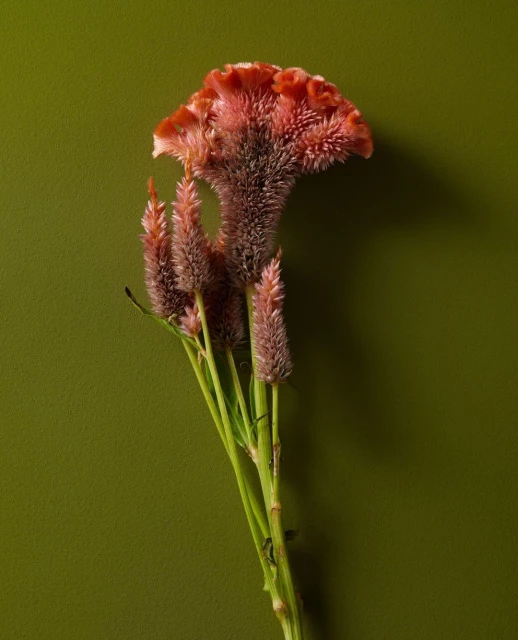 Candace Gelman & Associates