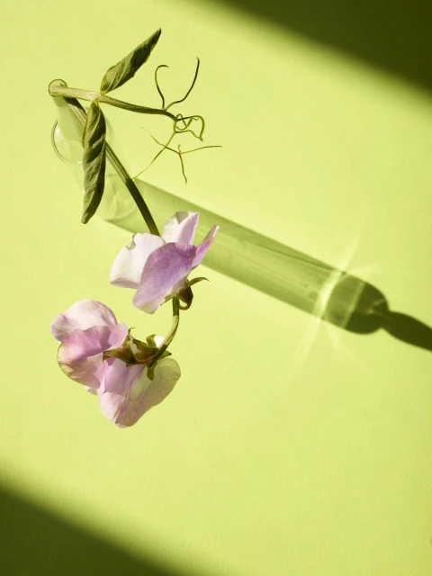 Candace Gelman & Associates