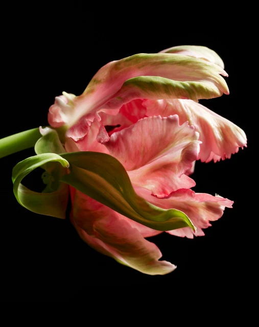 Candace Gelman & Associates