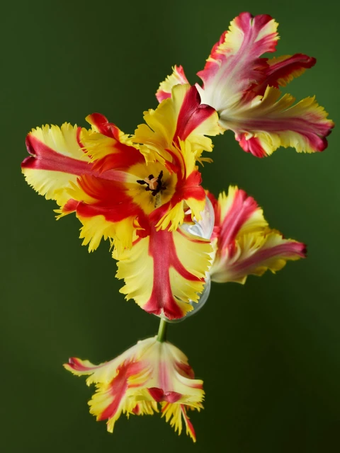 Candace Gelman & Associates