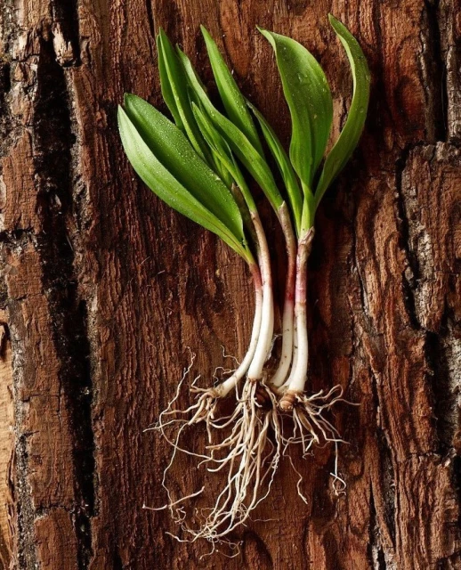 Candace Gelman & Associates