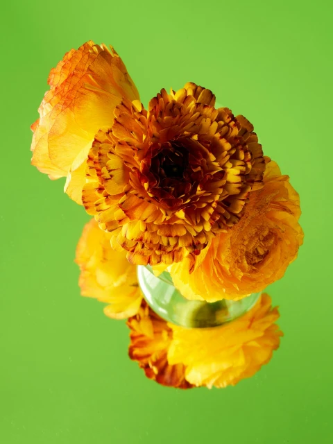 Candace Gelman & Associates