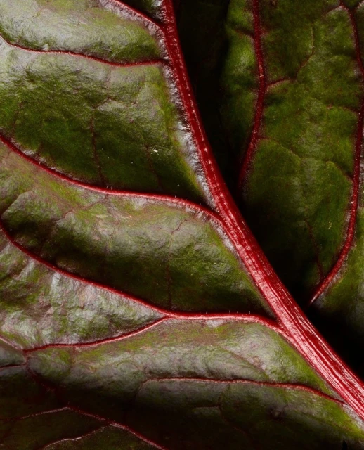 Candace Gelman & Associates