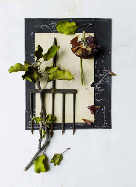 Candace Gelman & Associates