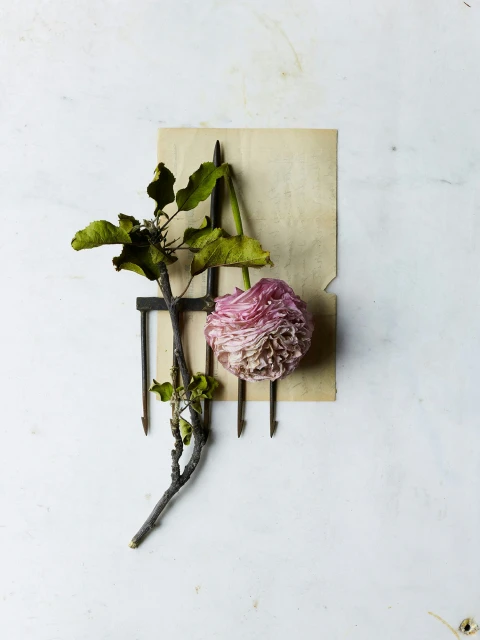 Candace Gelman & Associates