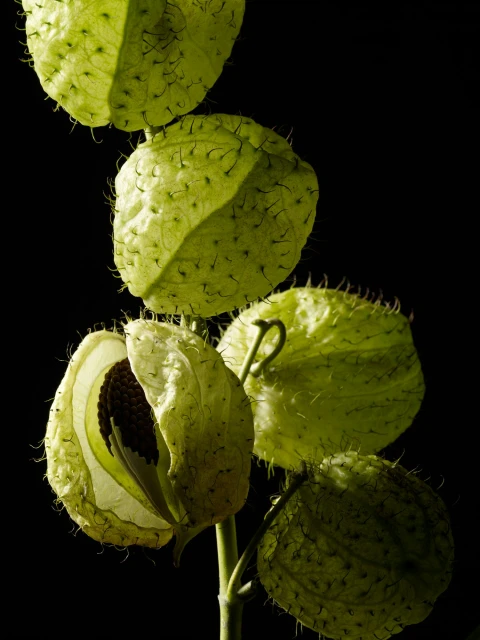 Candace Gelman & Associates