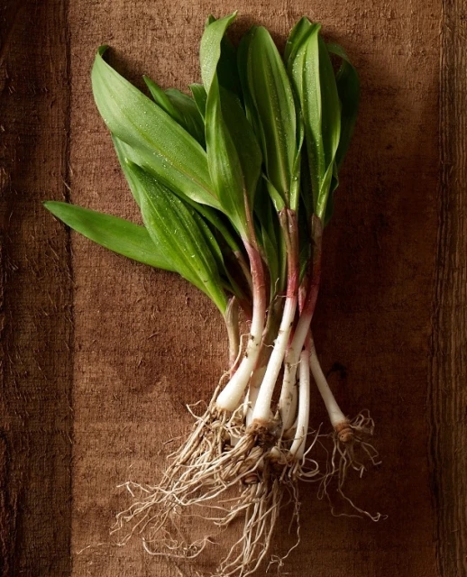 Candace Gelman & Associates