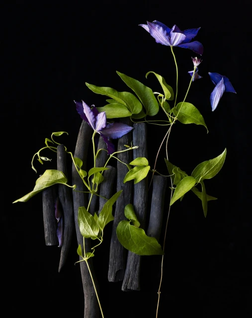 Candace Gelman & Associates