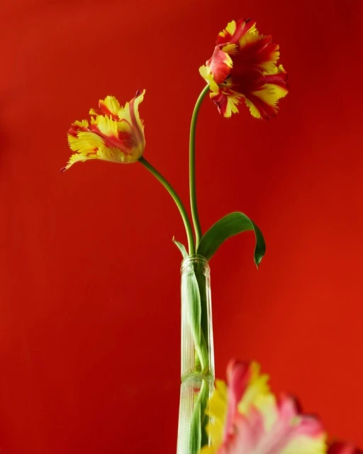 Candace Gelman & Associates