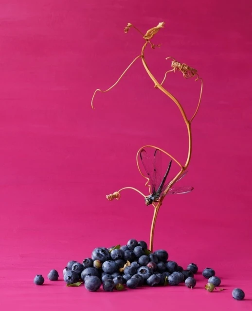 Candace Gelman & Associates