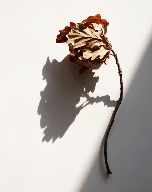 Candace Gelman & Associates