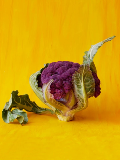 Candace Gelman & Associates