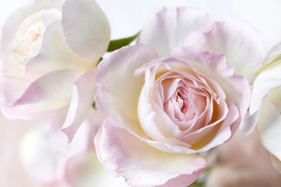 Candace Gelman & Associates