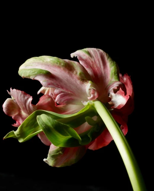 Candace Gelman & Associates