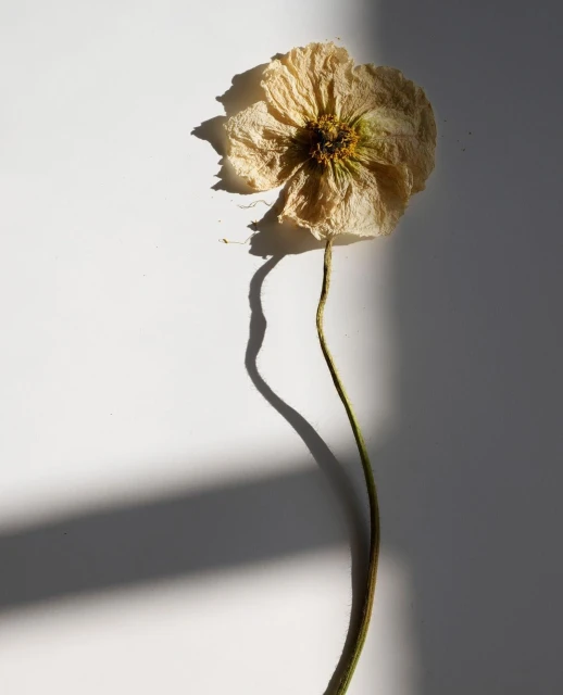 Candace Gelman & Associates