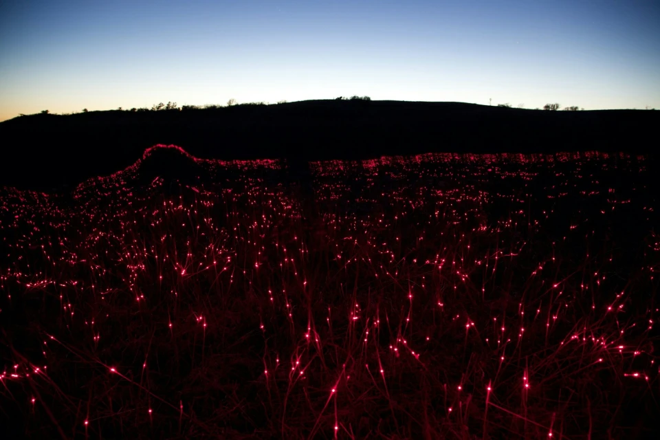 Candace Gelman & Associates