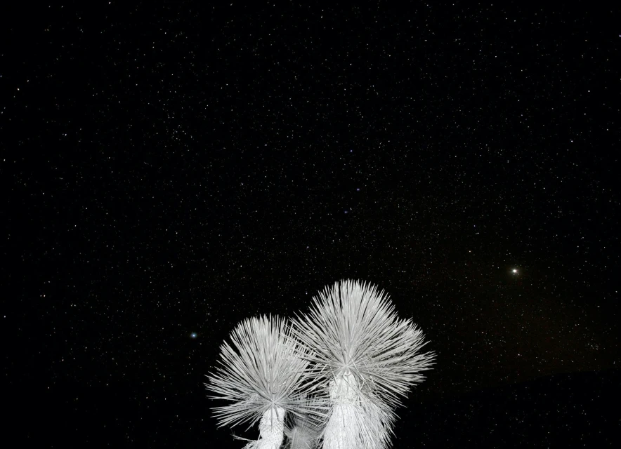 Candace Gelman & Associates