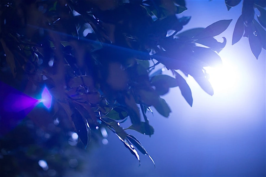 Candace Gelman & Associates