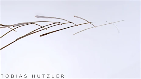 Candace Gelman & Associates