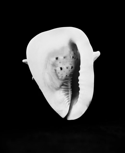 Rita Puig-serra Costa