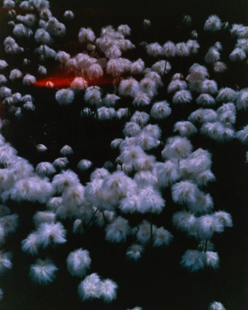 Mathieu Richer Mamousse