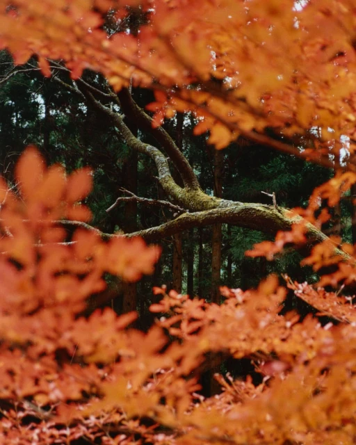 Mathieu Richer Mamousse