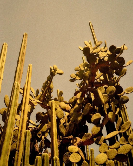 Mathieu Richer Mamousse