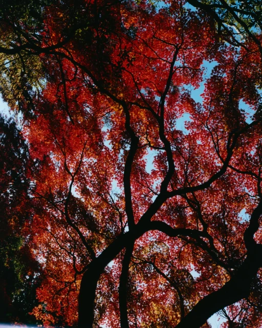 Mathieu Richer Mamousse