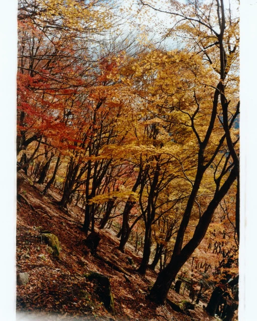 Mathieu Richer Mamousse